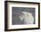 Mountain Goat (Oreamnos Americanus), Mount Evans, Arapaho-Roosevelt National Forest, Colorado, USA-James Hager-Framed Photographic Print