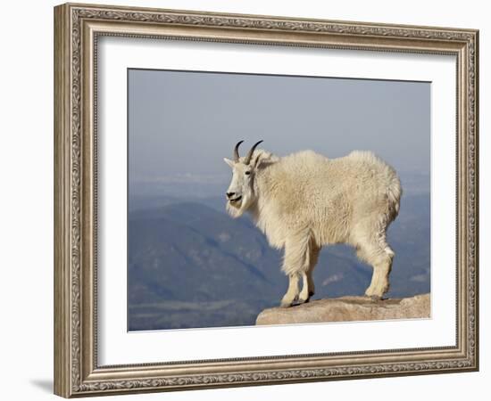 Mountain Goat (Oreamnos Americanus), Mount Evans, Colorado, USA-James Hager-Framed Photographic Print