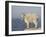 Mountain Goat (Oreamnos Americanus), Mount Evans, Colorado, USA-James Hager-Framed Photographic Print