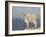 Mountain Goat (Oreamnos Americanus), Mount Evans, Colorado, USA-James Hager-Framed Photographic Print