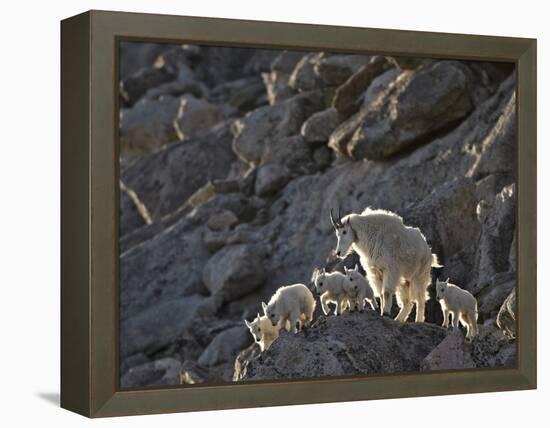 Mountain Goat (Oreamnos Americanus) Nanny and 5 Kids, Arapaho-Roosevelt Nat'l Forest, Colorado, USA-James Hager-Framed Premier Image Canvas