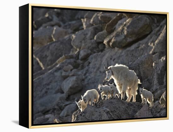 Mountain Goat (Oreamnos Americanus) Nanny and 5 Kids, Arapaho-Roosevelt Nat'l Forest, Colorado, USA-James Hager-Framed Premier Image Canvas