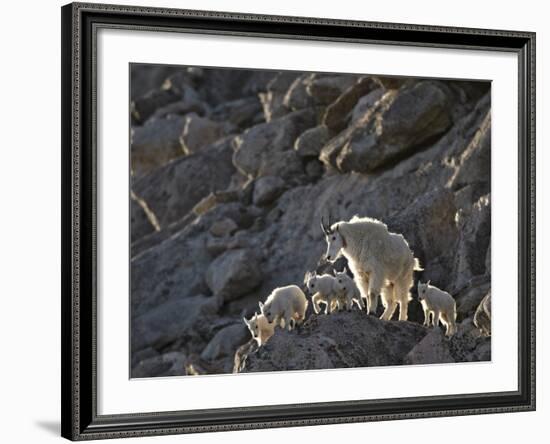 Mountain Goat (Oreamnos Americanus) Nanny and 5 Kids, Arapaho-Roosevelt Nat'l Forest, Colorado, USA-James Hager-Framed Photographic Print