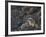 Mountain Goat (Oreamnos Americanus) Nanny and 5 Kids, Arapaho-Roosevelt Nat'l Forest, Colorado, USA-James Hager-Framed Photographic Print