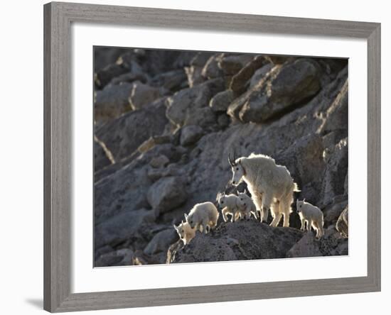 Mountain Goat (Oreamnos Americanus) Nanny and 5 Kids, Arapaho-Roosevelt Nat'l Forest, Colorado, USA-James Hager-Framed Photographic Print