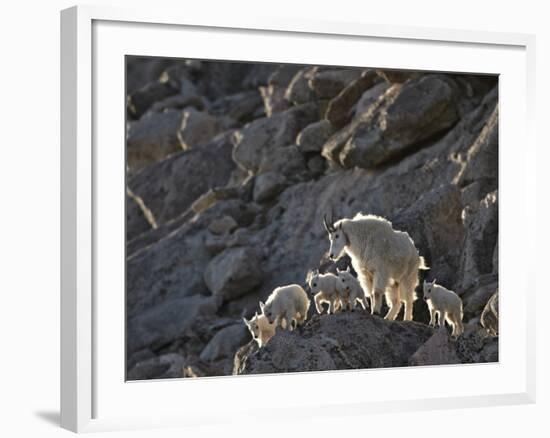Mountain Goat (Oreamnos Americanus) Nanny and 5 Kids, Arapaho-Roosevelt Nat'l Forest, Colorado, USA-James Hager-Framed Photographic Print