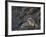 Mountain Goat (Oreamnos Americanus) Nanny and 5 Kids, Arapaho-Roosevelt Nat'l Forest, Colorado, USA-James Hager-Framed Photographic Print