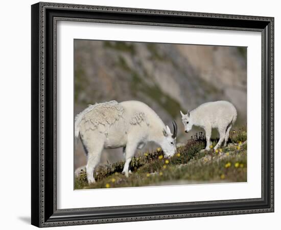 Mountain Goat (Oreamnos Americanus) Nanny and Billy, Mount Evans, Colorado, Usa-James Hager-Framed Photographic Print