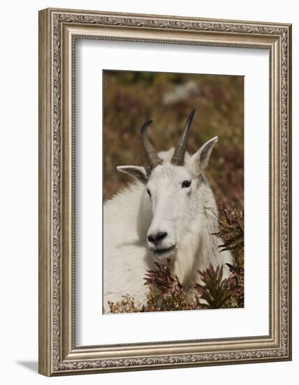 Mountain Goat Portrait-Ken Archer-Framed Photographic Print