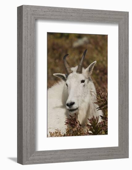 Mountain Goat Portrait-Ken Archer-Framed Photographic Print