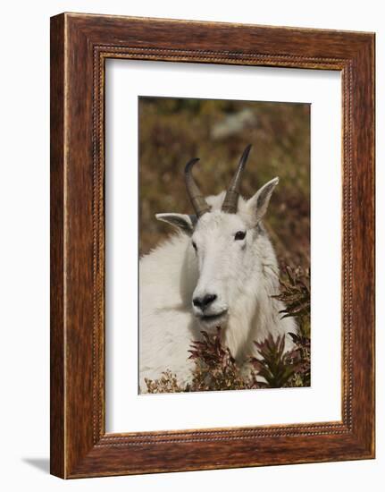 Mountain Goat Portrait-Ken Archer-Framed Photographic Print