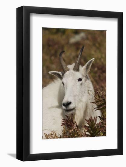 Mountain Goat Portrait-Ken Archer-Framed Photographic Print