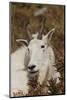 Mountain Goat Portrait-Ken Archer-Mounted Photographic Print