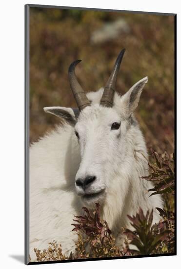 Mountain Goat Portrait-Ken Archer-Mounted Photographic Print