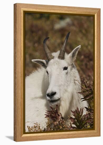 Mountain Goat Portrait-Ken Archer-Framed Premier Image Canvas