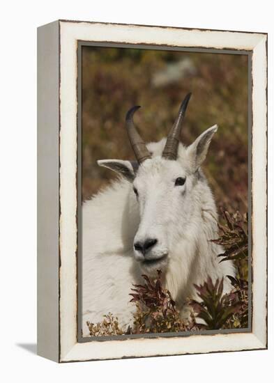 Mountain Goat Portrait-Ken Archer-Framed Premier Image Canvas