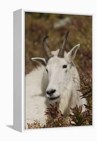 Mountain Goat Portrait-Ken Archer-Framed Premier Image Canvas