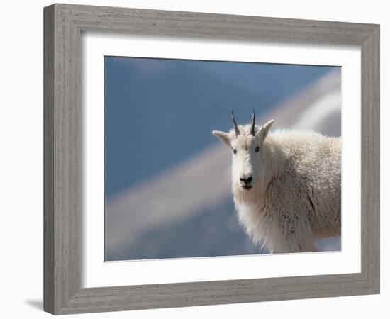 Mountain goat, Rocky Mountain goat, Mount Evans Wilderness Area, Colorado-Maresa Pryor-Luzier-Framed Photographic Print