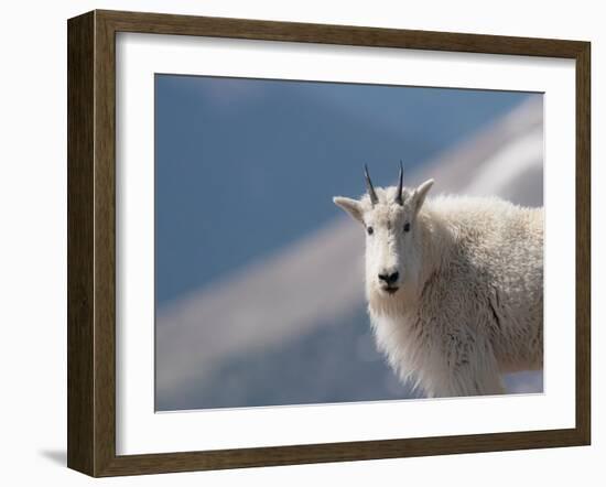 Mountain goat, Rocky Mountain goat, Mount Evans Wilderness Area, Colorado-Maresa Pryor-Luzier-Framed Photographic Print