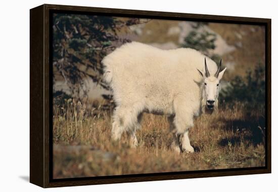 Mountain Goat-DLILLC-Framed Premier Image Canvas