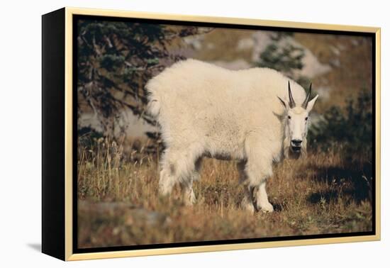 Mountain Goat-DLILLC-Framed Premier Image Canvas