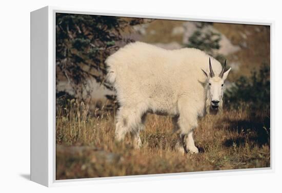 Mountain Goat-DLILLC-Framed Premier Image Canvas