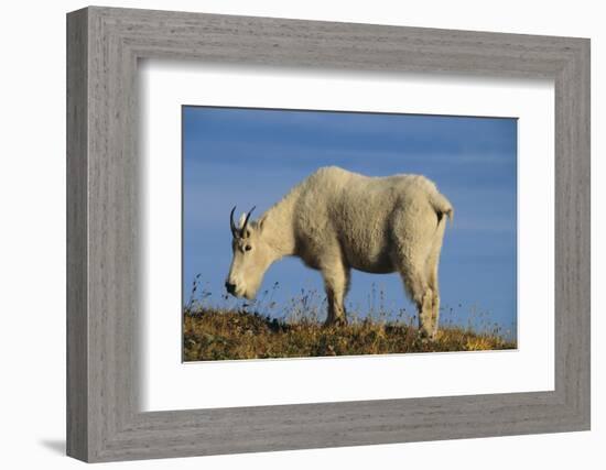 Mountain Goat-DLILLC-Framed Photographic Print