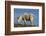 Mountain Goat-DLILLC-Framed Photographic Print