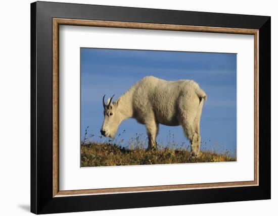 Mountain Goat-DLILLC-Framed Photographic Print