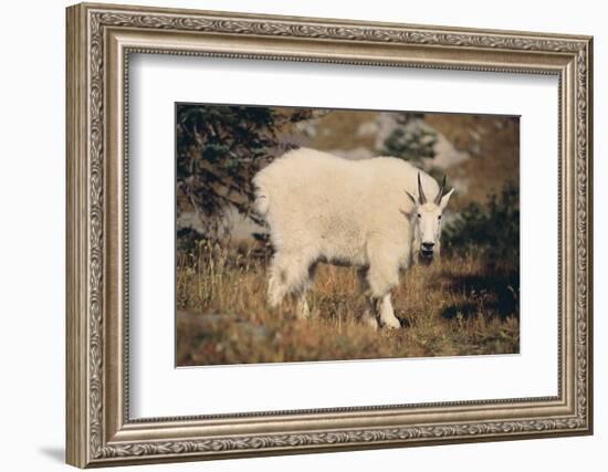 Mountain Goat-DLILLC-Framed Photographic Print