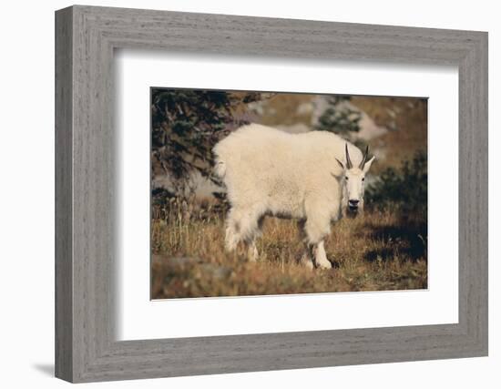 Mountain Goat-DLILLC-Framed Photographic Print