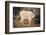 Mountain Goat-DLILLC-Framed Photographic Print