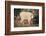 Mountain Goat-DLILLC-Framed Photographic Print