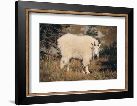 Mountain Goat-DLILLC-Framed Photographic Print