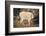 Mountain Goat-DLILLC-Framed Photographic Print