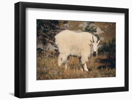 Mountain Goat-DLILLC-Framed Photographic Print