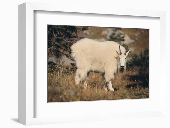 Mountain Goat-DLILLC-Framed Photographic Print