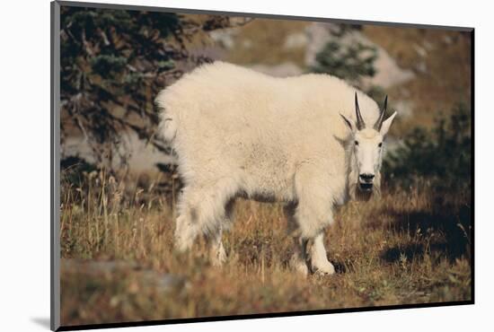 Mountain Goat-DLILLC-Mounted Photographic Print