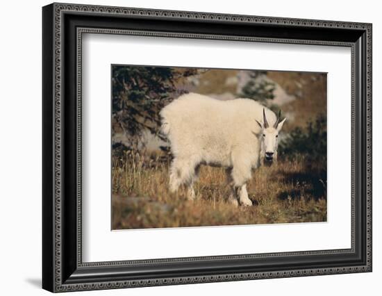 Mountain Goat-DLILLC-Framed Photographic Print