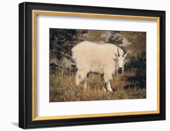 Mountain Goat-DLILLC-Framed Photographic Print