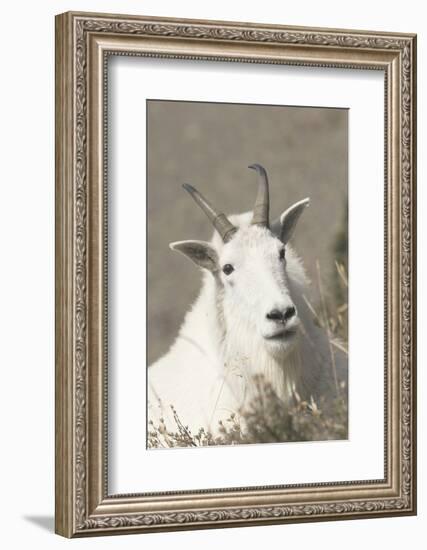 Mountain Goat-Ken Archer-Framed Photographic Print