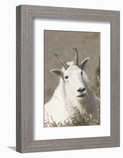 Mountain Goat-Ken Archer-Framed Photographic Print