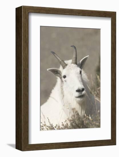 Mountain Goat-Ken Archer-Framed Photographic Print