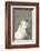 Mountain Goat-Ken Archer-Framed Photographic Print