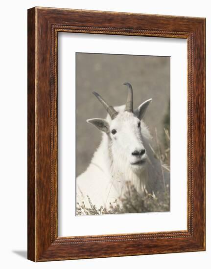 Mountain Goat-Ken Archer-Framed Photographic Print