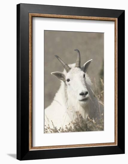 Mountain Goat-Ken Archer-Framed Photographic Print