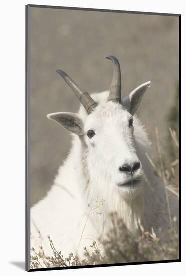 Mountain Goat-Ken Archer-Mounted Photographic Print