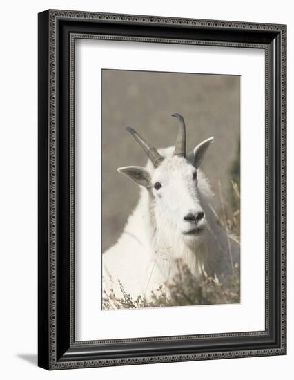 Mountain Goat-Ken Archer-Framed Photographic Print