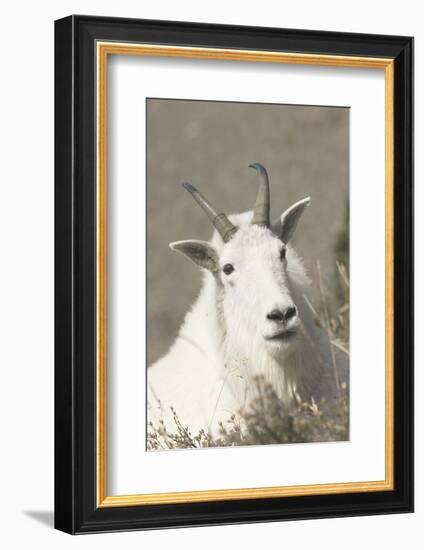 Mountain Goat-Ken Archer-Framed Photographic Print