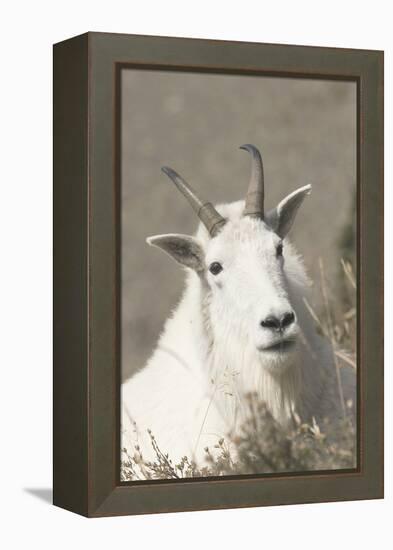 Mountain Goat-Ken Archer-Framed Premier Image Canvas